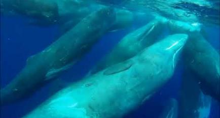 Embedded thumbnail for Video Santuario dei Cetacei Pelagos