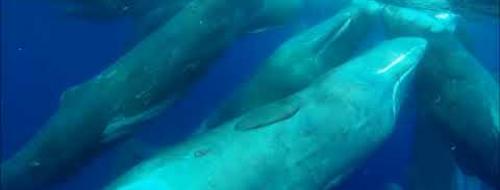 Embedded thumbnail for Video Santuario dei Cetacei Pelagos