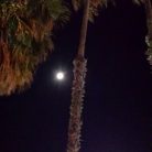 Luna piena tra le palme di Diano Marina (Ph. Giuliano Tavernelli)